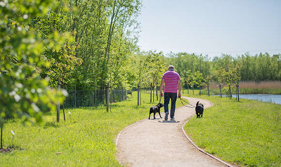 Dog walker strolling along ֱ walk way in the sunshine